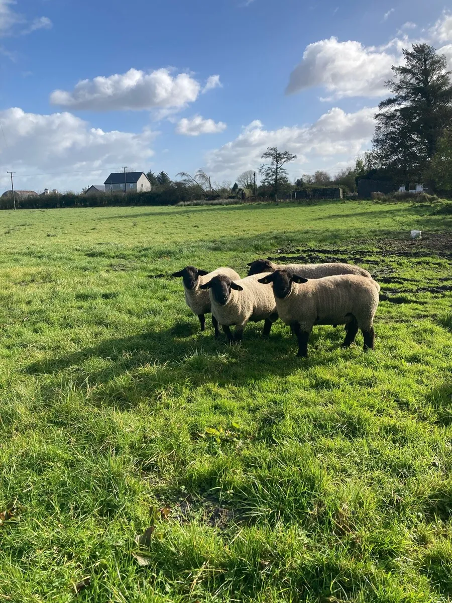 Suffolk hogget rams - Image 1
