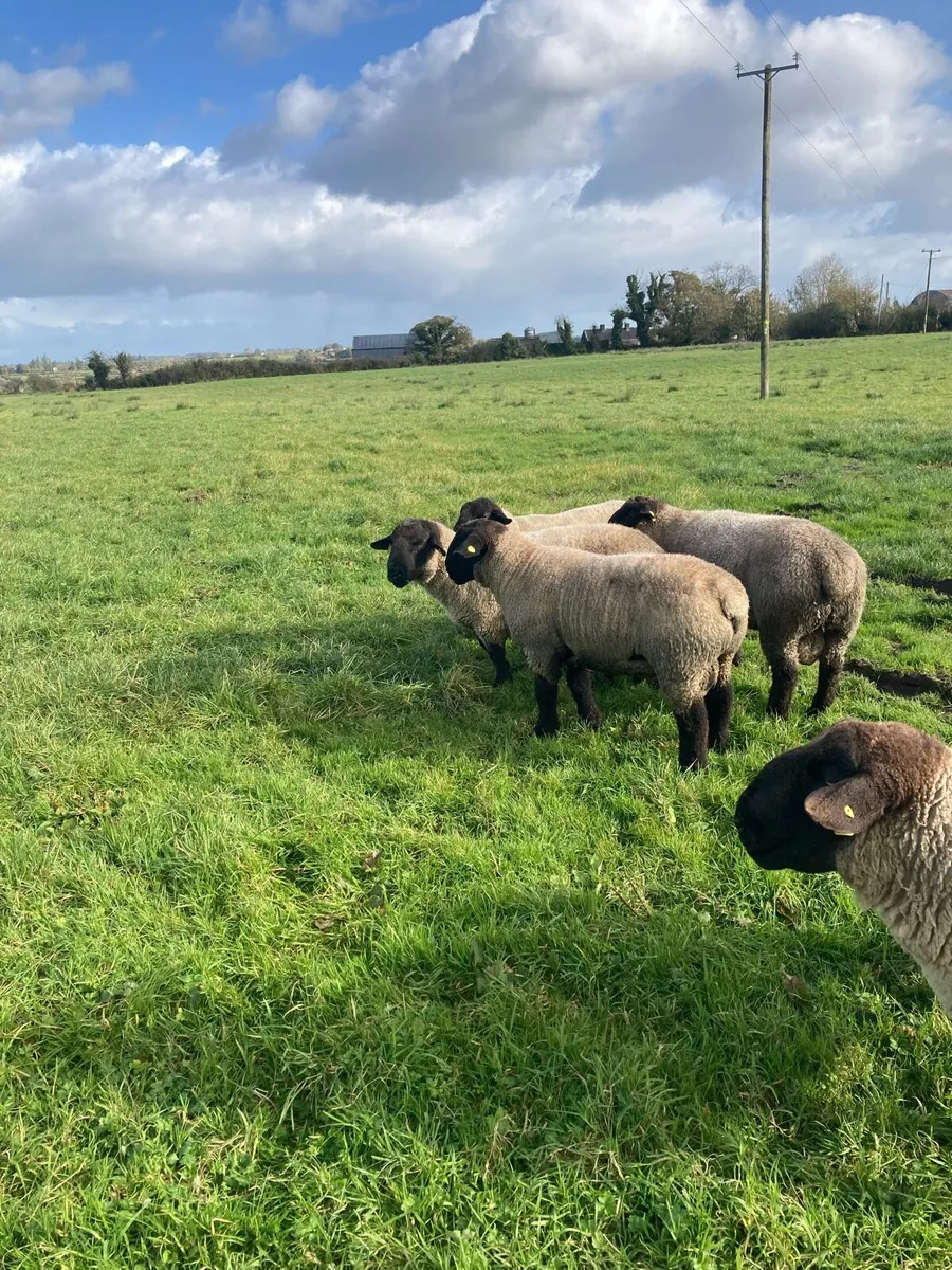 Suffolk hogget rams - Image 2