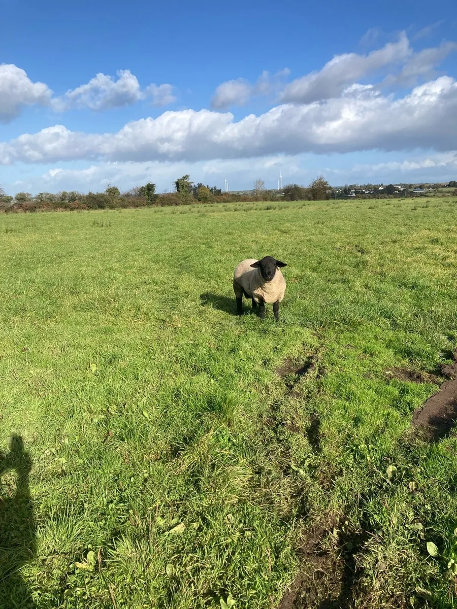 Suffolk hogget rams - Image 3