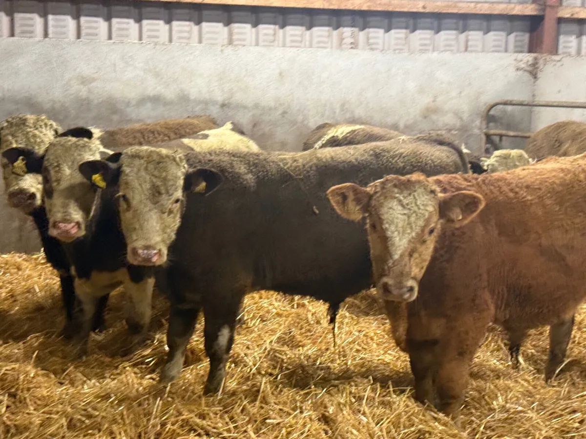 6 SUPER SIMMENTAL BULL WEANLINGS ( 270 KGS) - Image 1