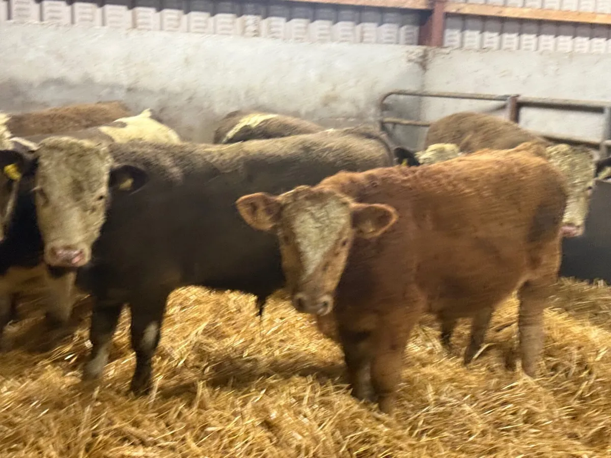 6 SUPER SIMMENTAL BULL WEANLINGS ( 270 KGS) - Image 2