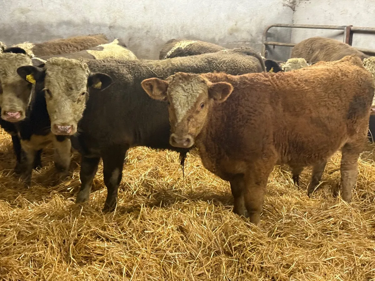 6 SUPER SIMMENTAL BULL WEANLINGS ( 270 KGS) - Image 4