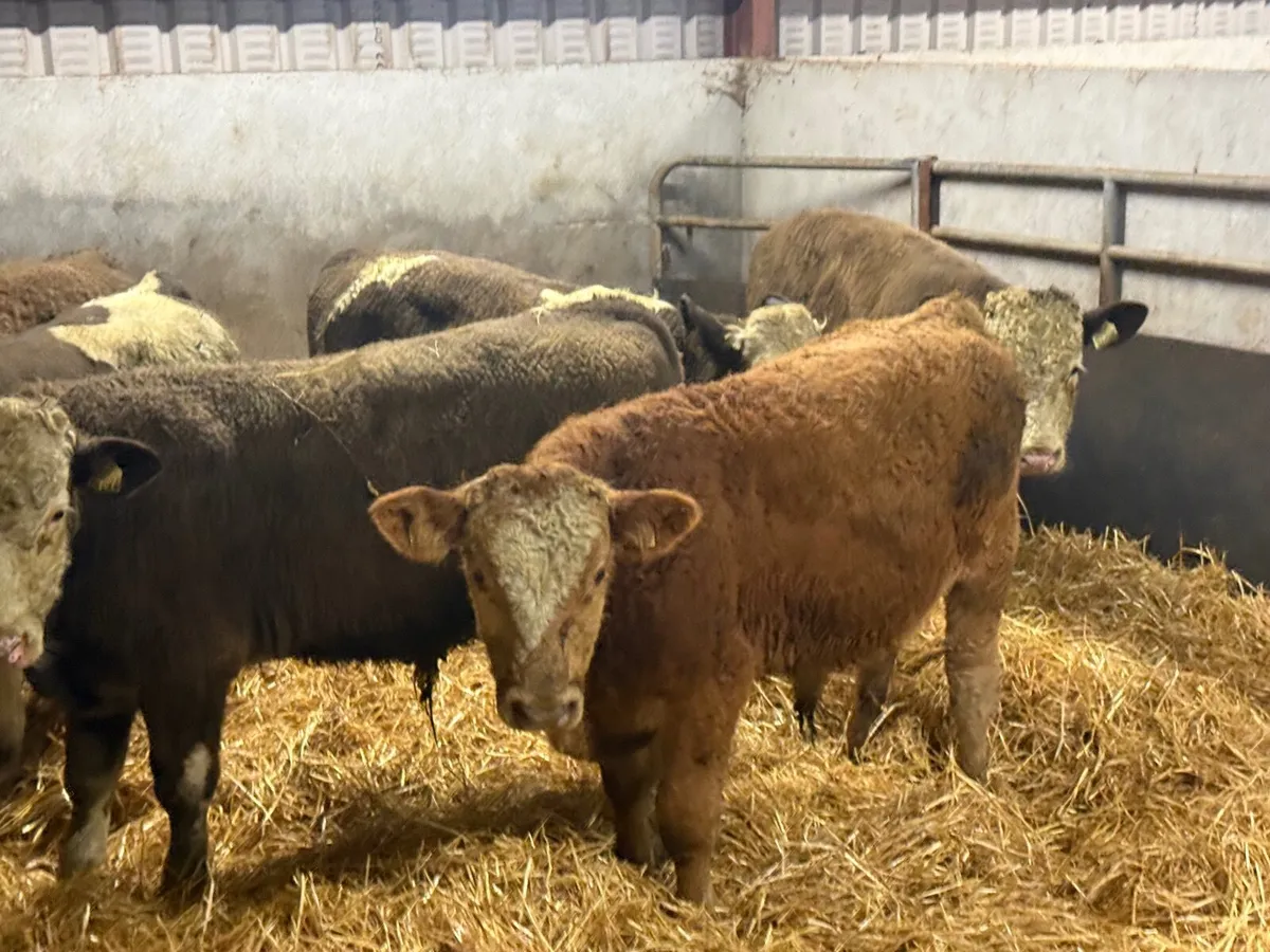 6 SUPER SIMMENTAL BULL WEANLINGS ( 270 KGS) - Image 3