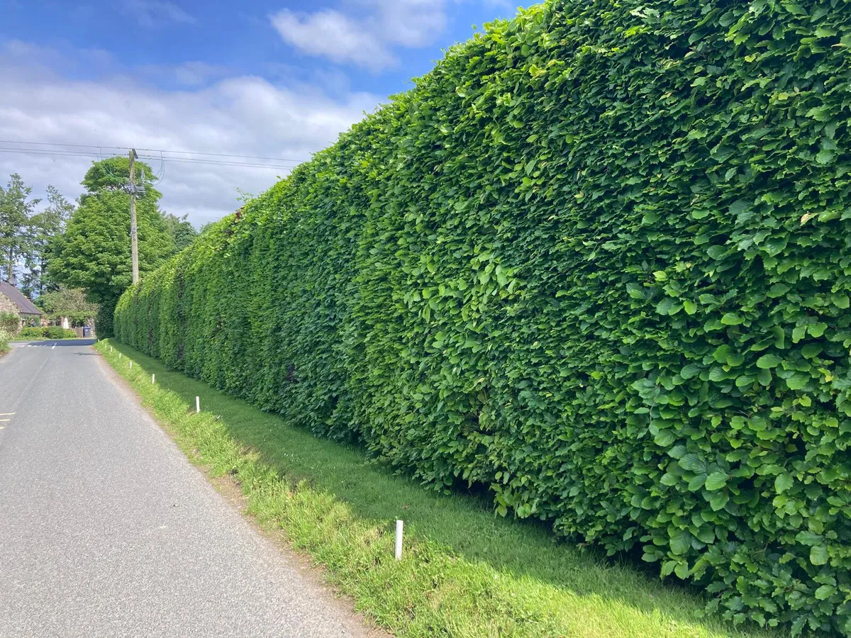 Beech Hedging for sale 🌿 - Image 2