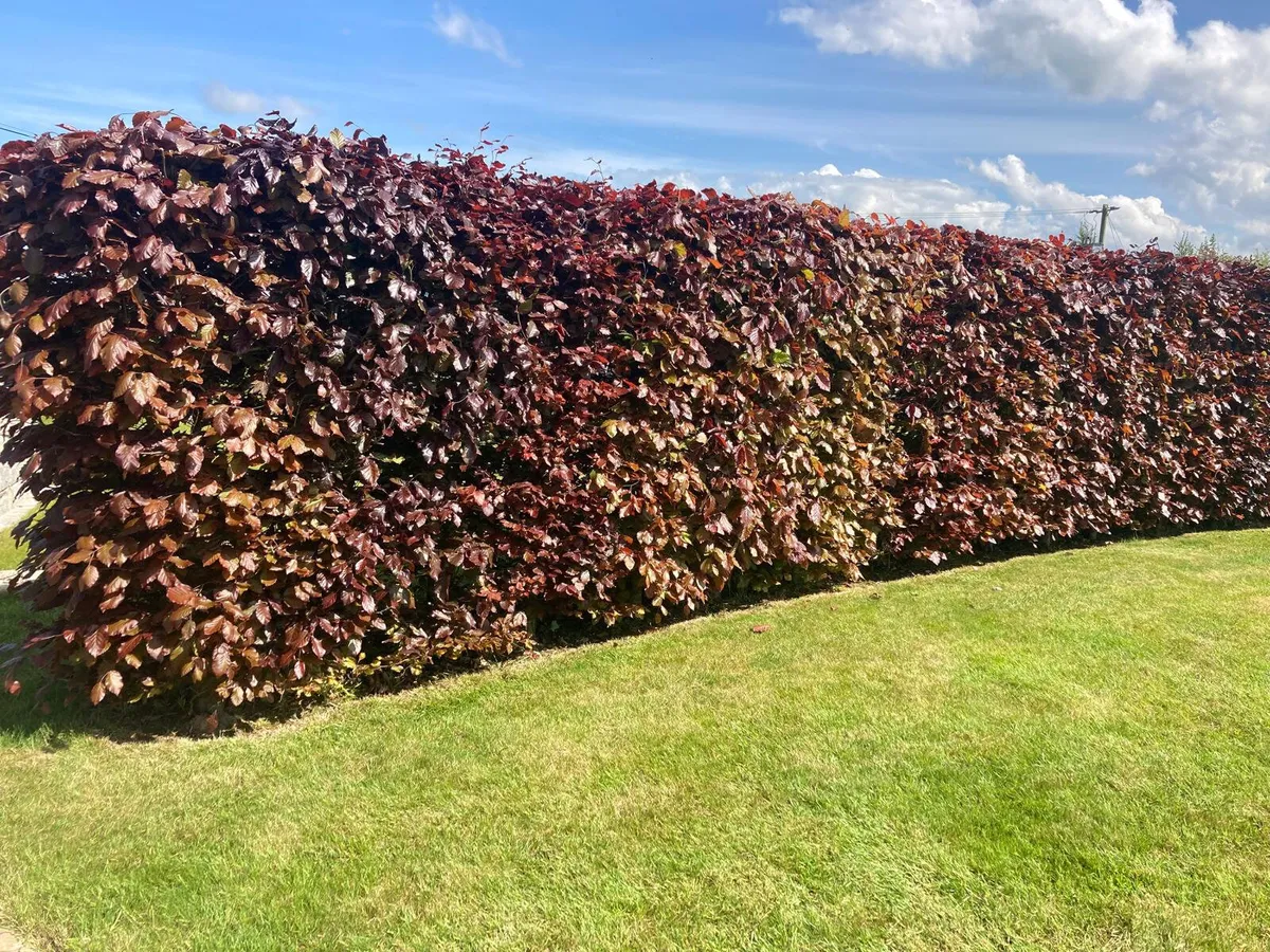 Beech Hedging for sale 🌿 - Image 3