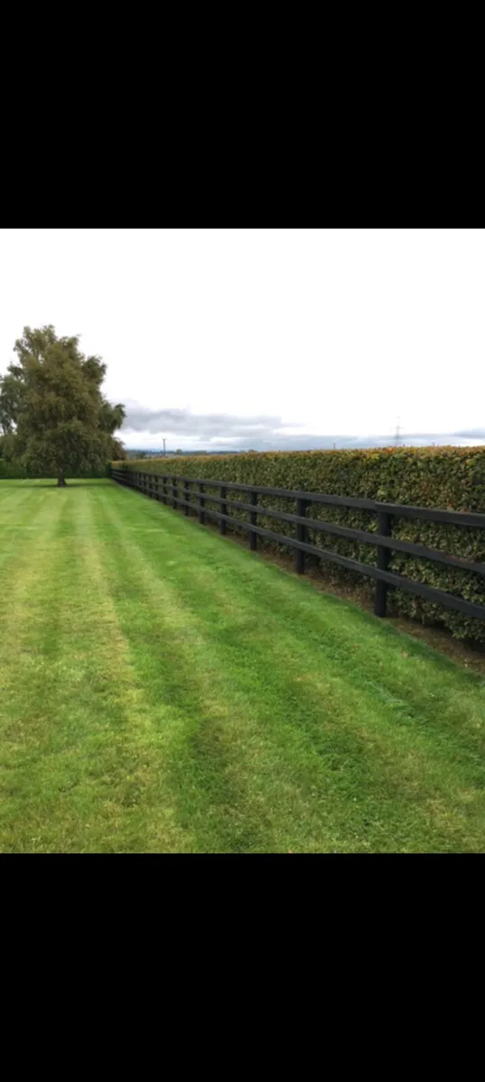 Beech Hedging for sale 🌿 - Image 4