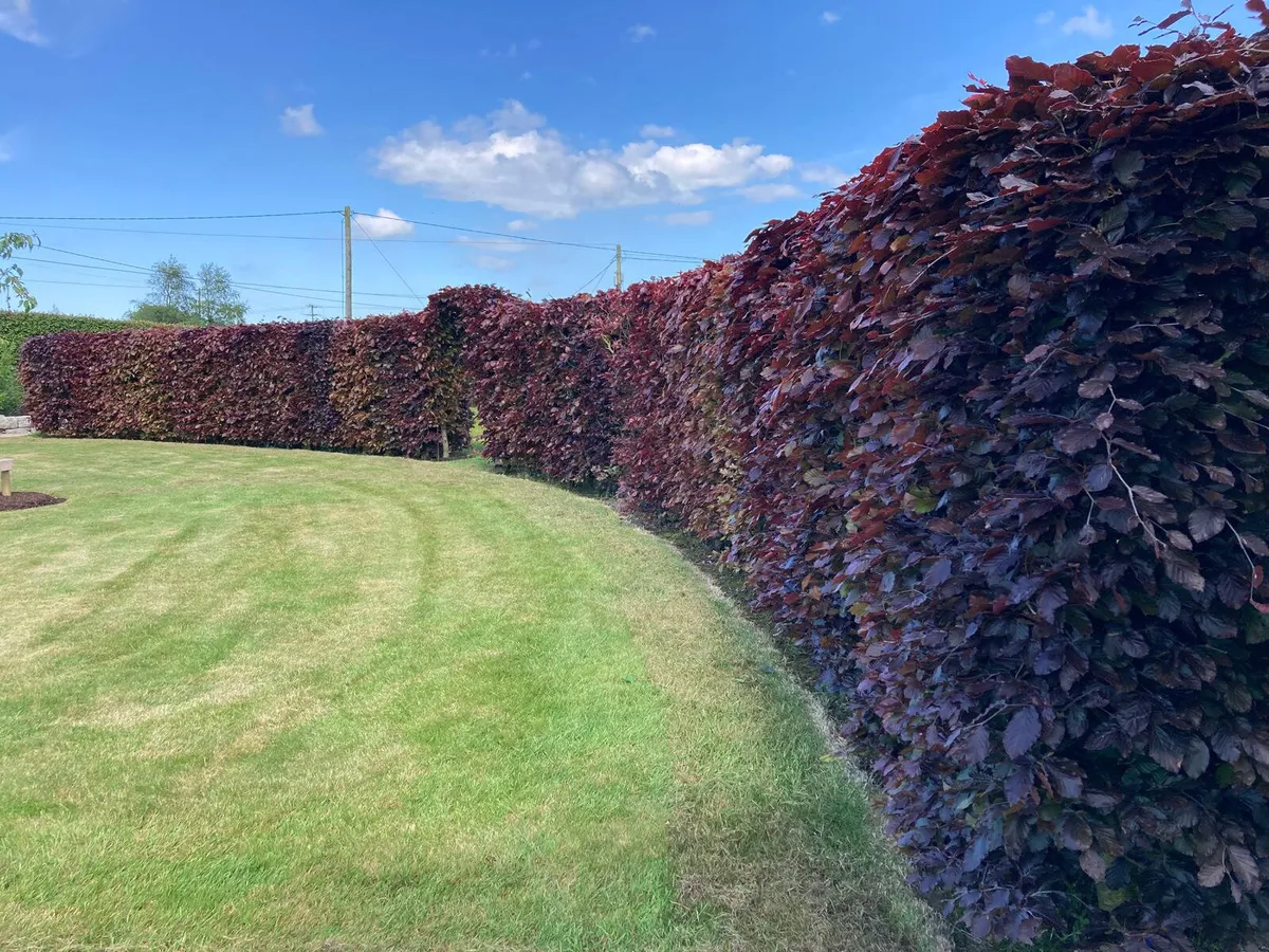 Beech Hedging for sale 🌿 - Image 4