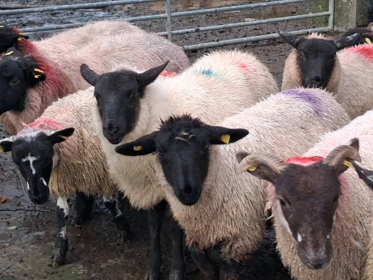 23 Ewe Lambs - Image 4