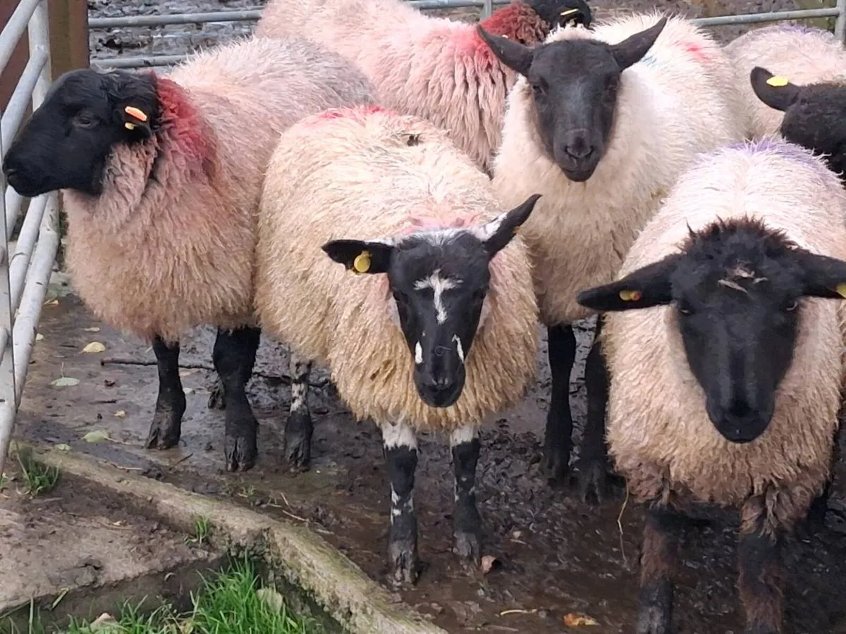 23 Ewe Lambs - Image 1