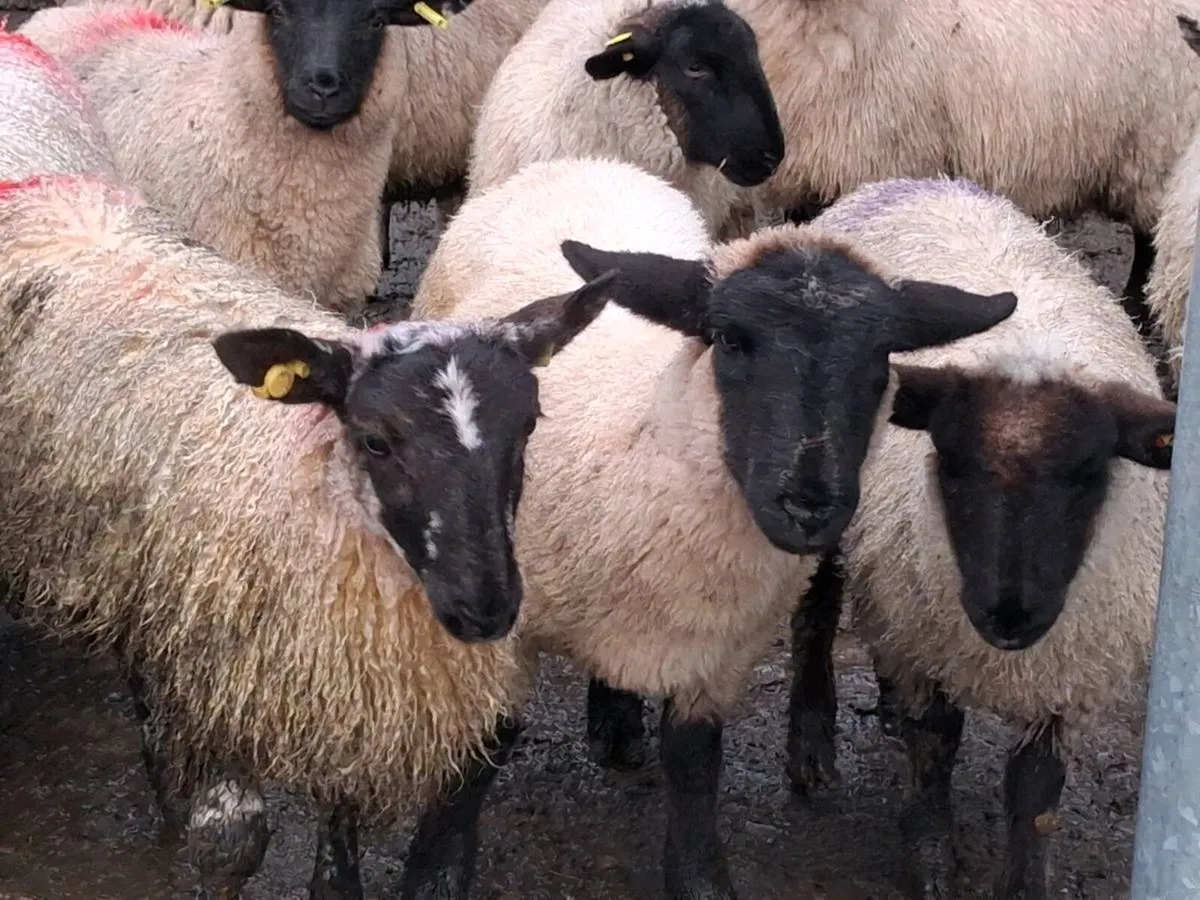 23 Ewe Lambs - Image 2