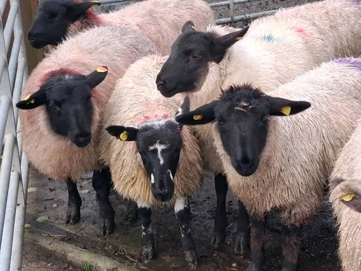 23 Ewe Lambs - Image 3