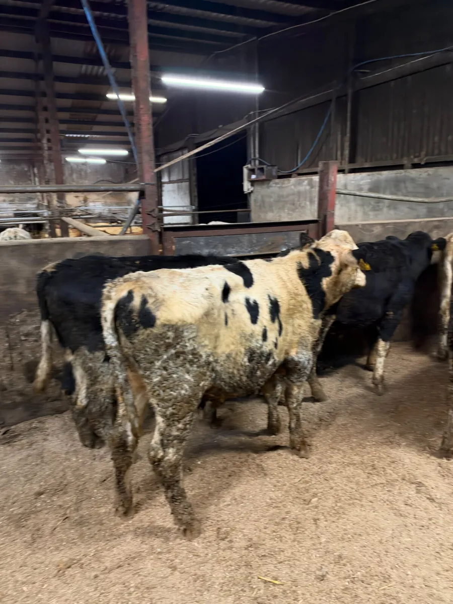 Friesian and blue bulls - Image 1