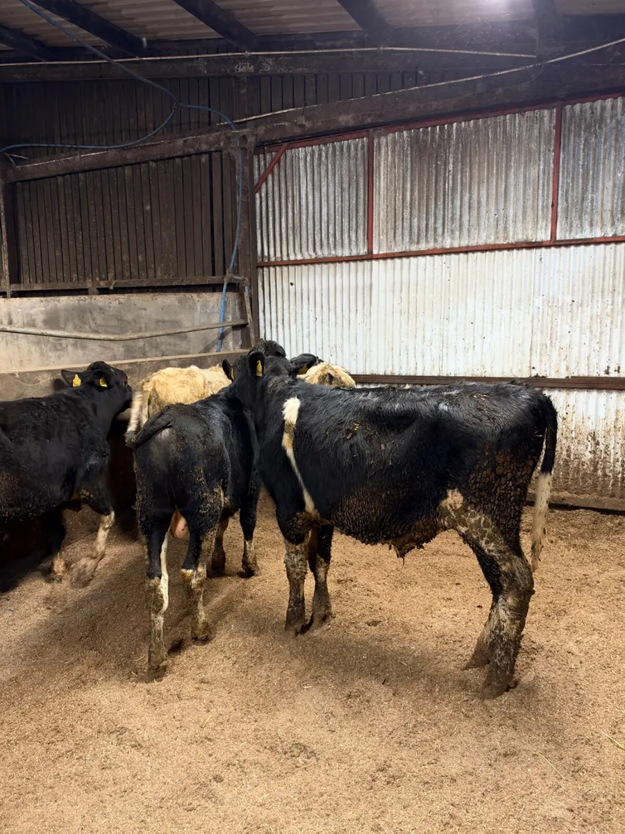 Friesian and blue bulls - Image 2