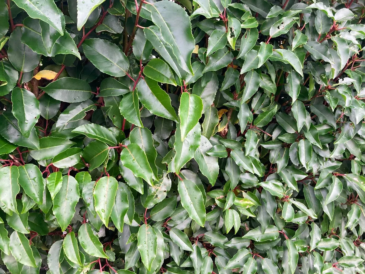 Portuguese Laurell for sale 🌳 - Image 3