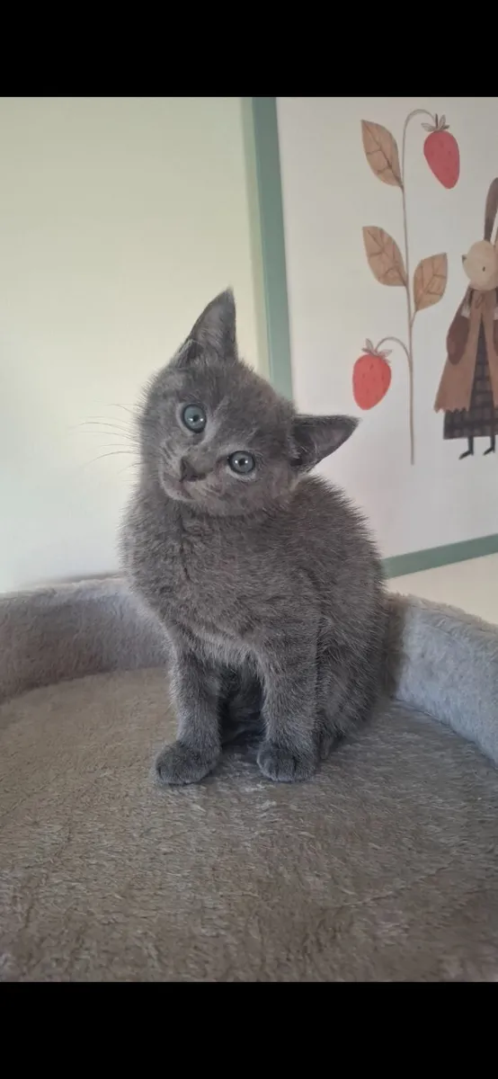 Kitten Russian Blue mixed - Image 1