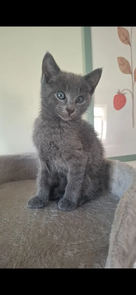 Kitten Russian Blue mixed - Image 2