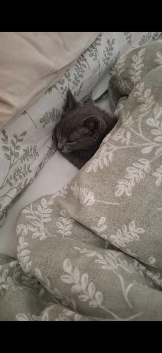 Kitten Russian Blue mixed - Image 3