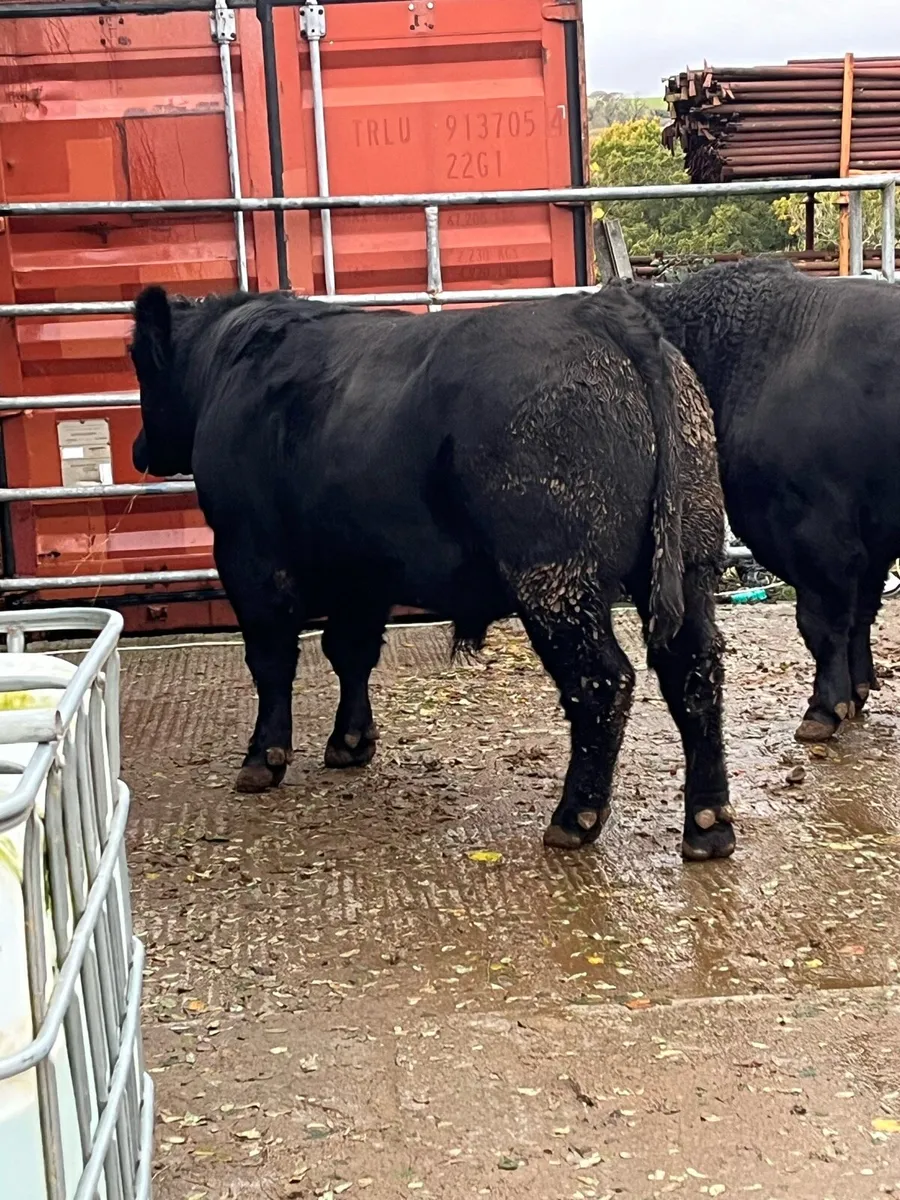 PB Angus Bulls - Image 3