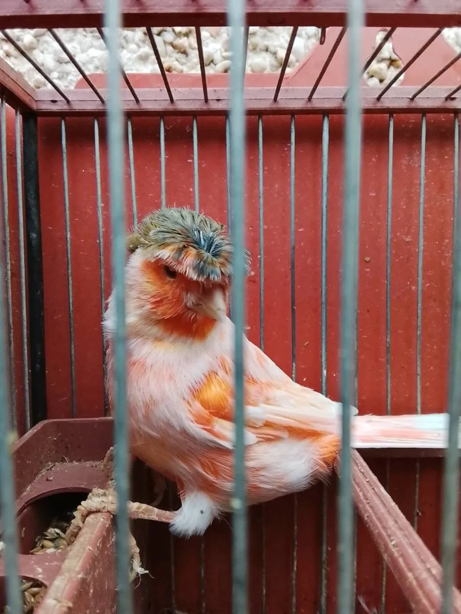 Canaries - Image 4