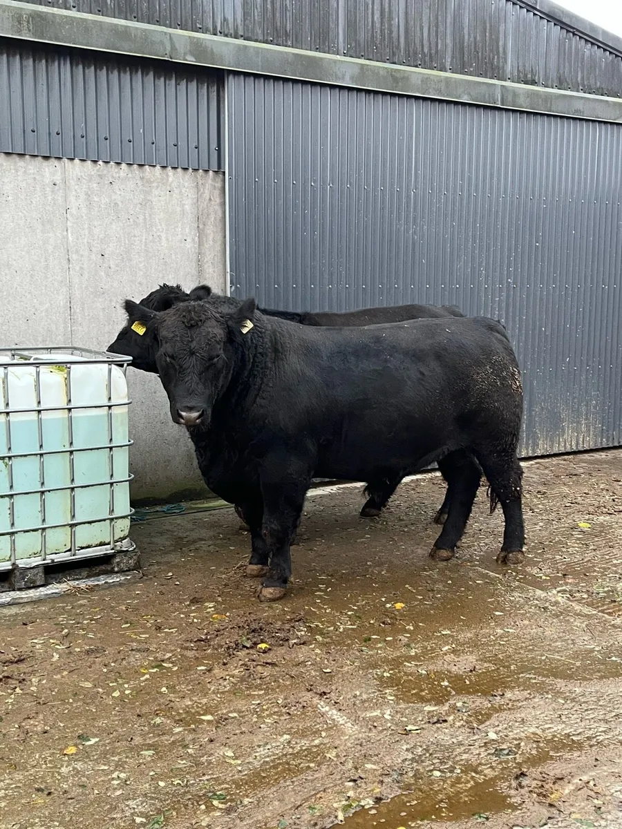 PB Angus Bulls - Image 4