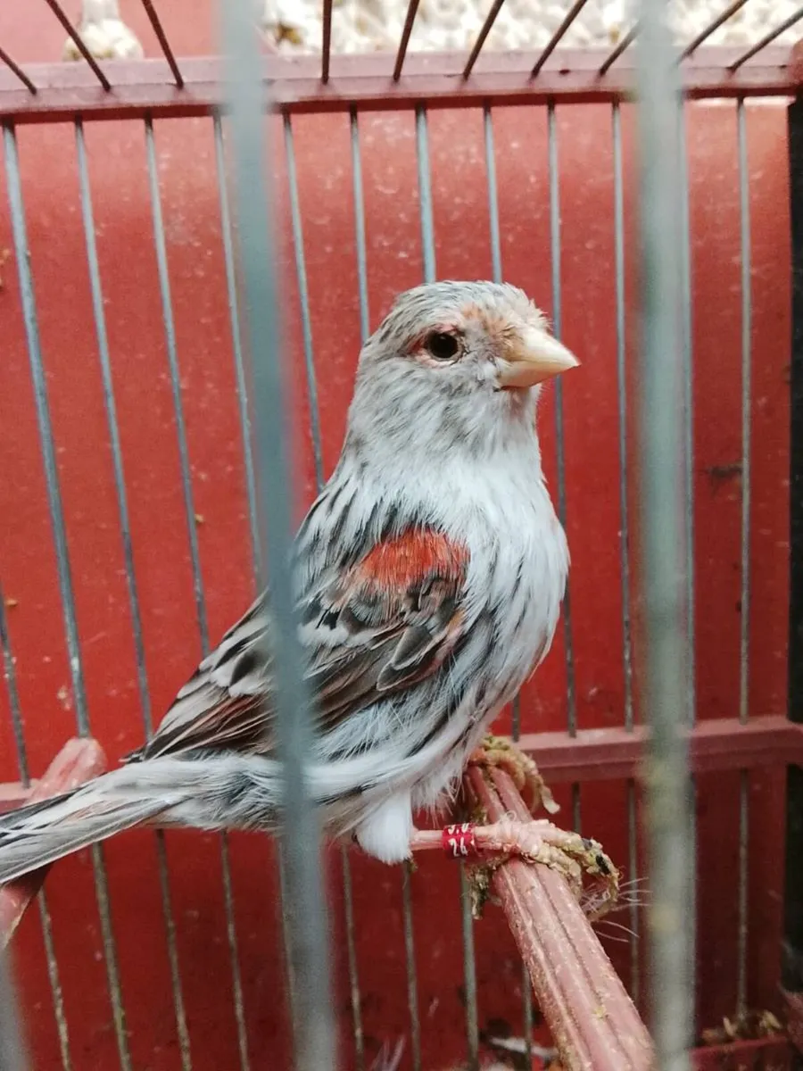 Canaries - Image 1