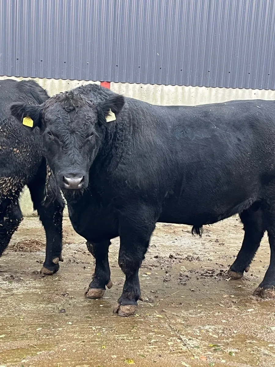 PB Angus Bulls - Image 2