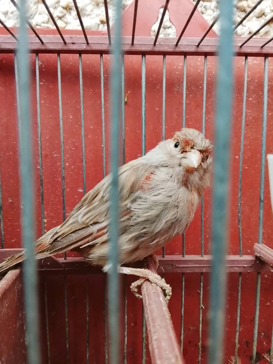 Canaries - Image 2