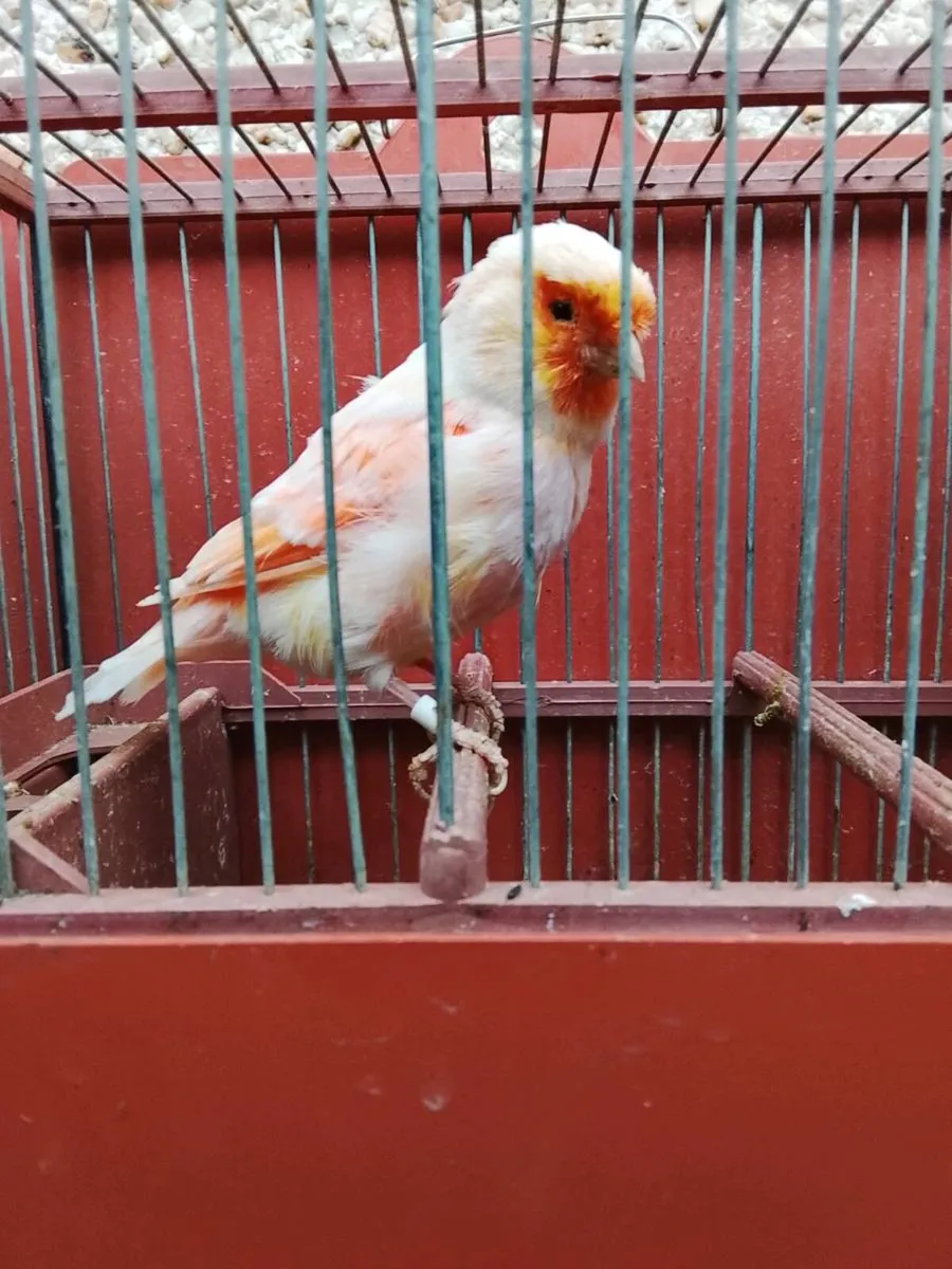 Canaries - Image 3