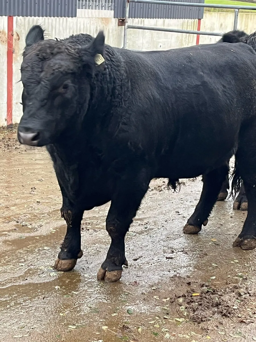 PB Angus Bulls - Image 1