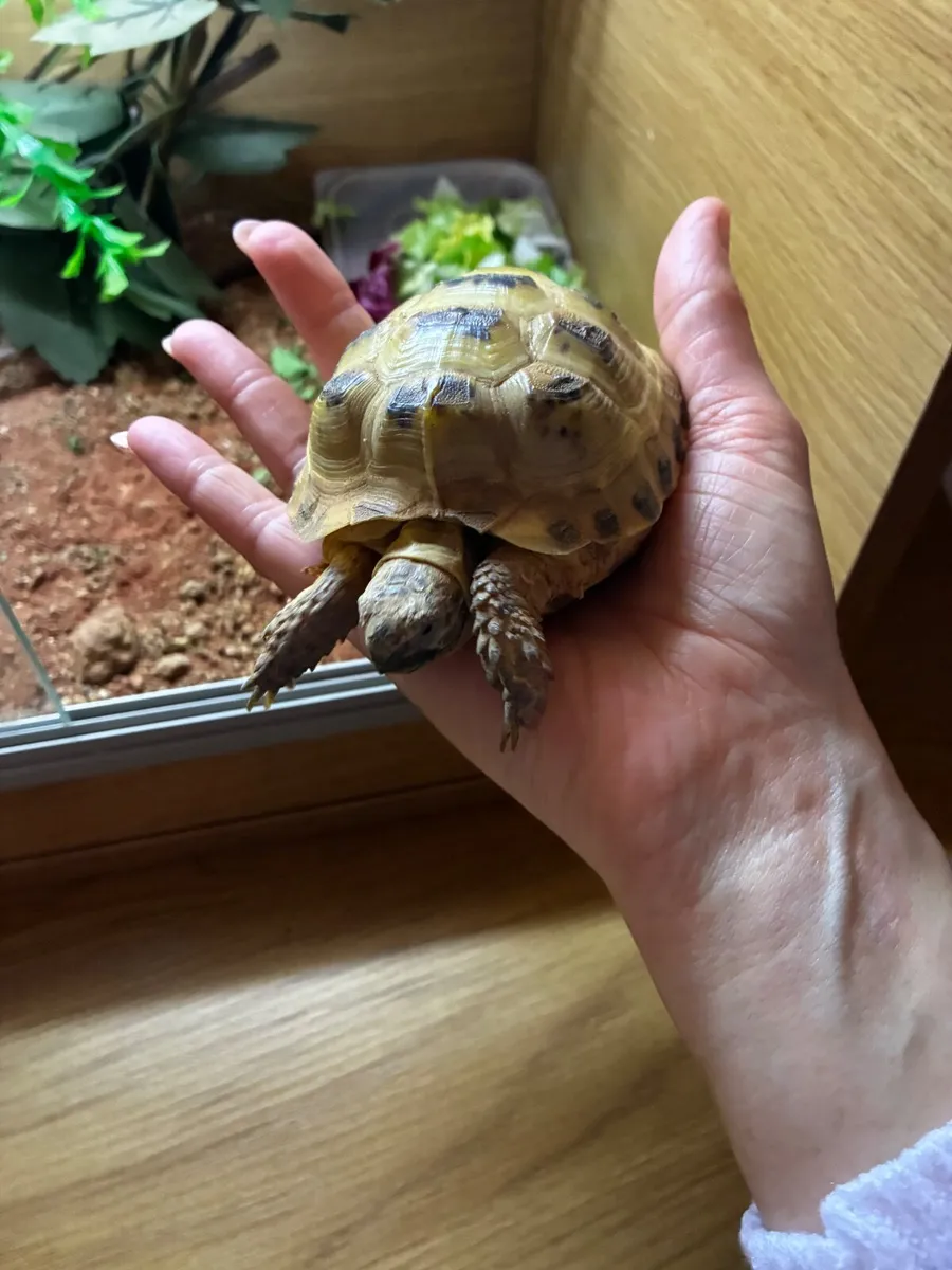 Horsefield Tortoise - Image 1
