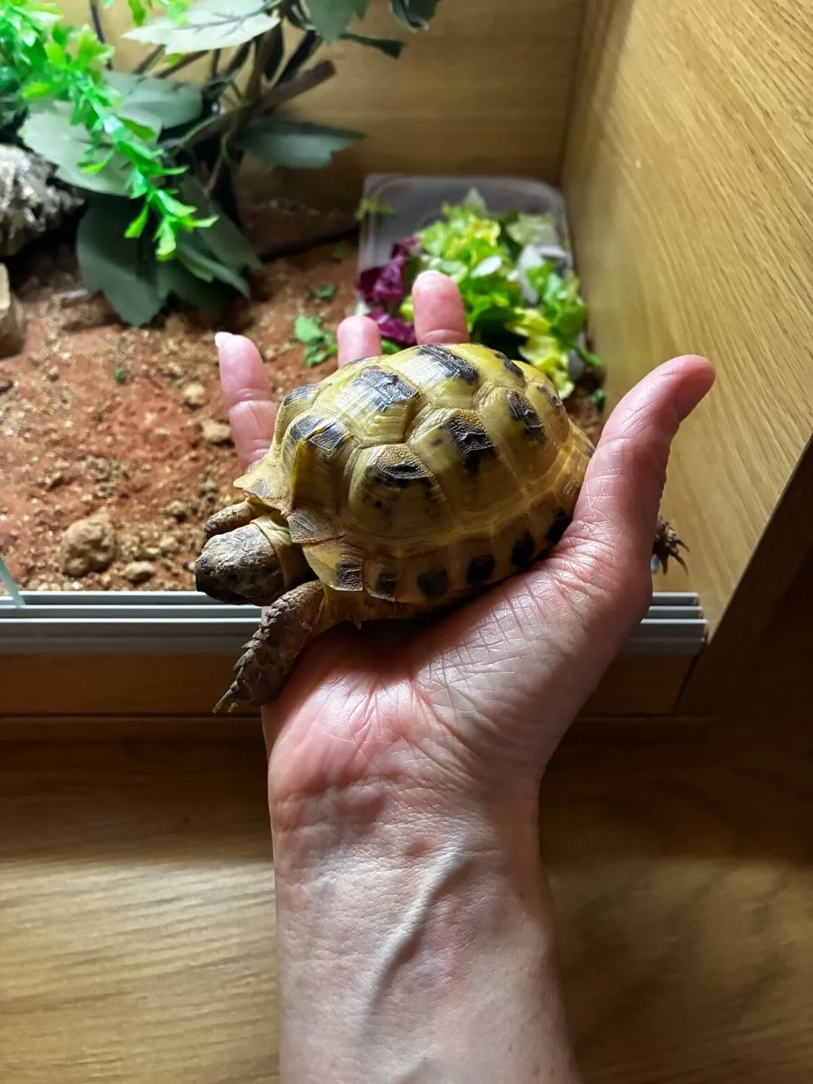 Horsefield Tortoise - Image 2