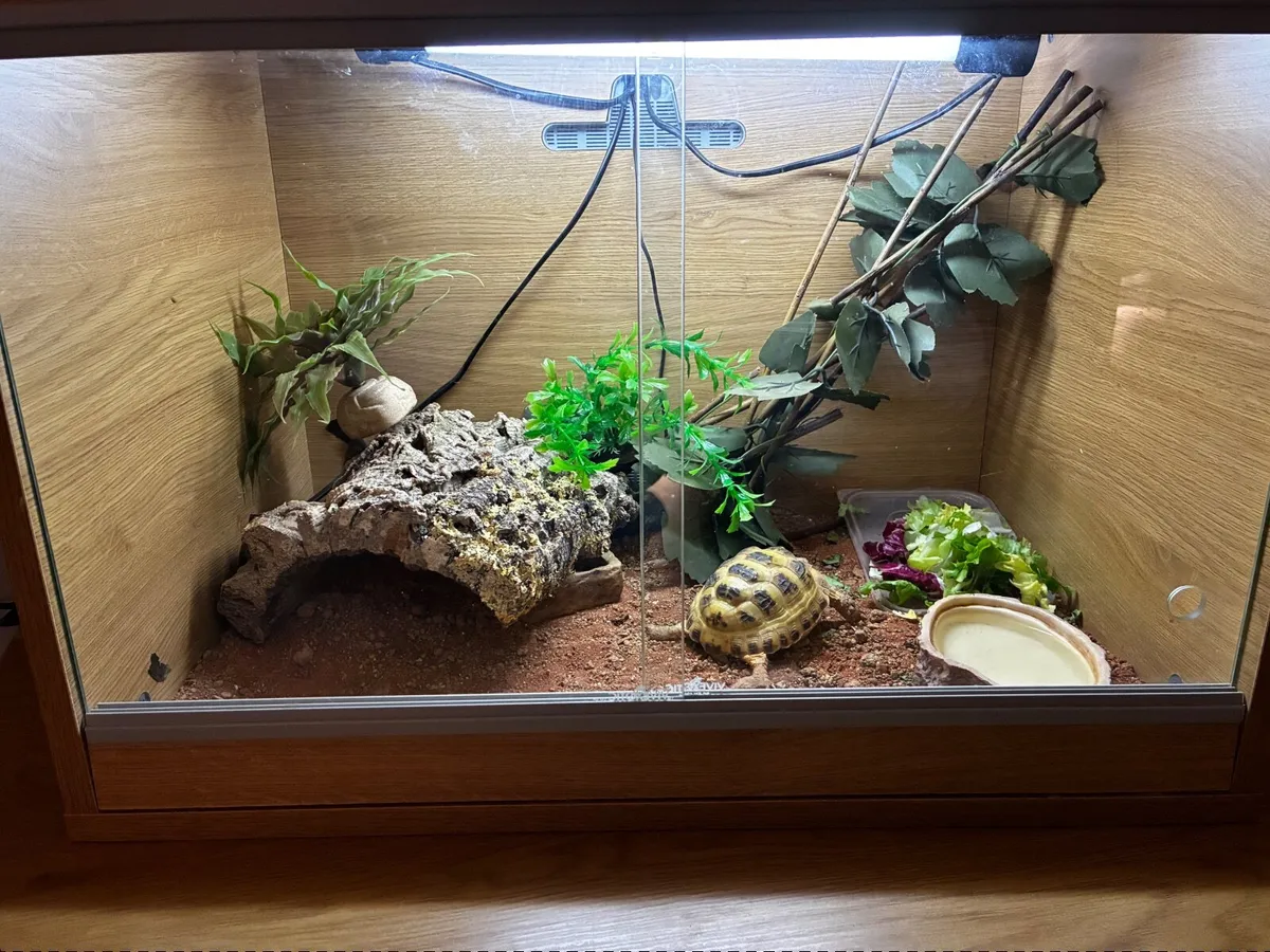 Horsefield Tortoise - Image 3