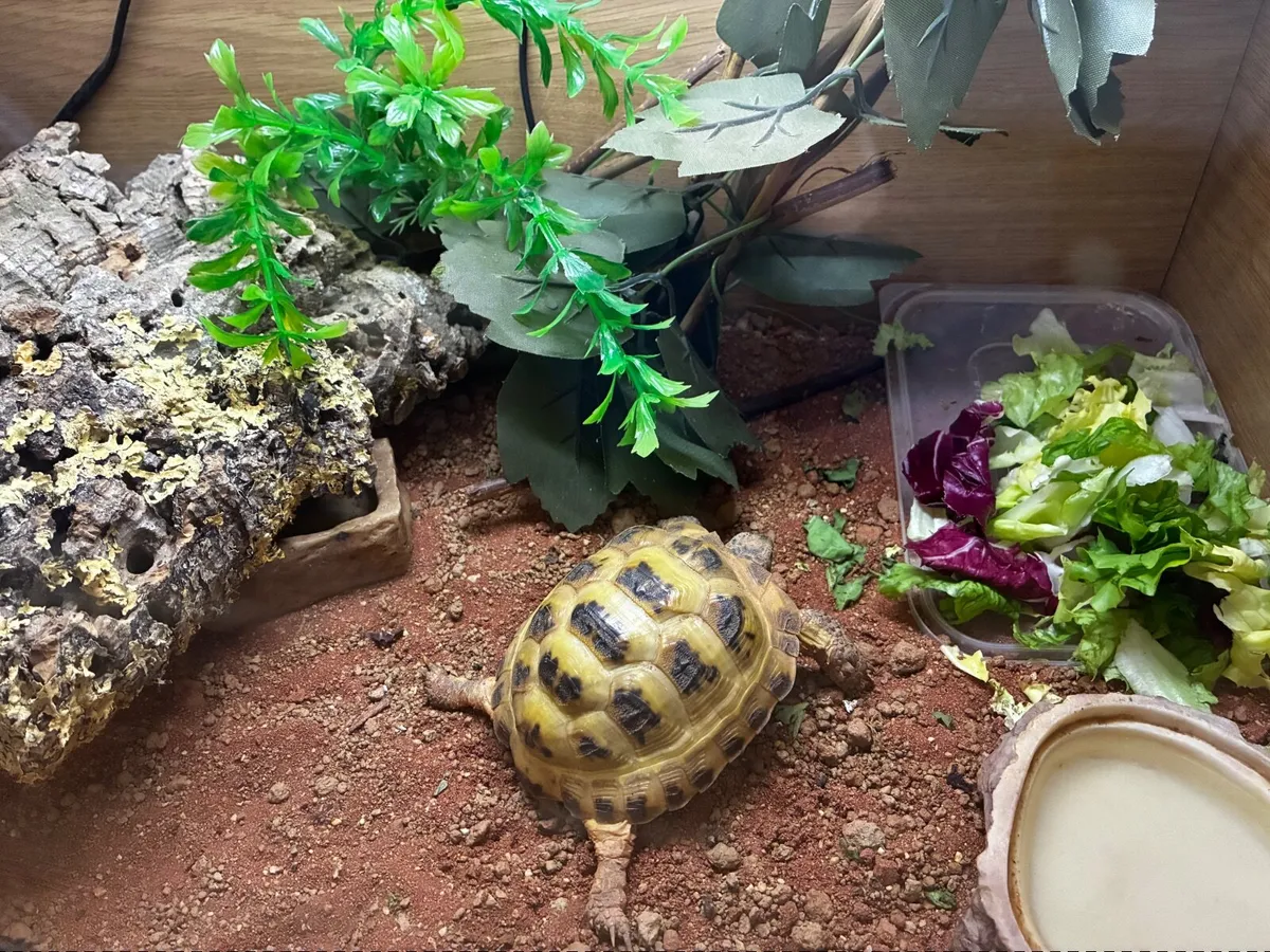 Horsefield Tortoise - Image 4