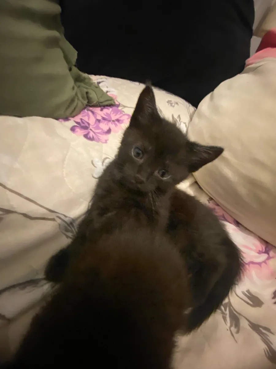 2 Kittens - Image 2