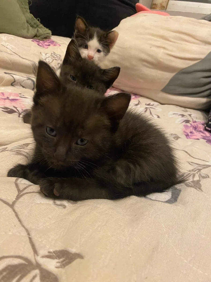 2 Kittens - Image 3