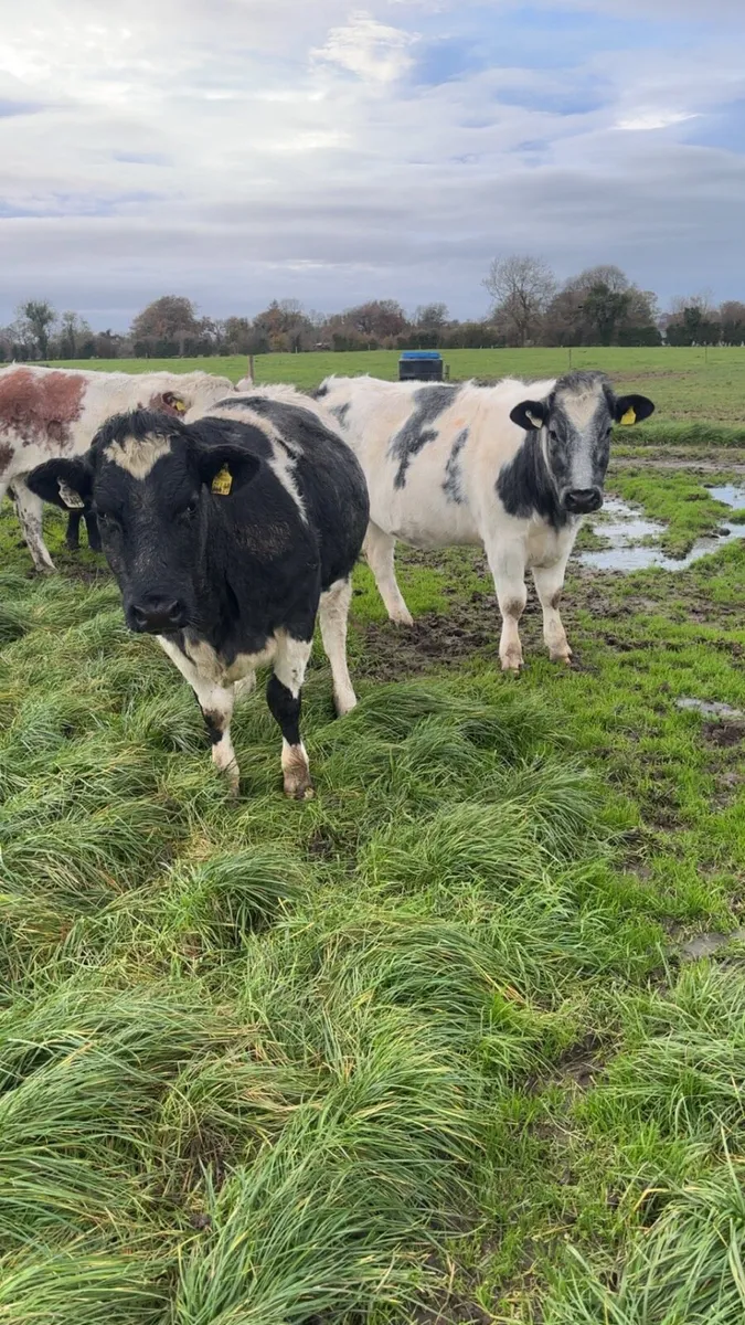 belgian blue heifers - Image 2