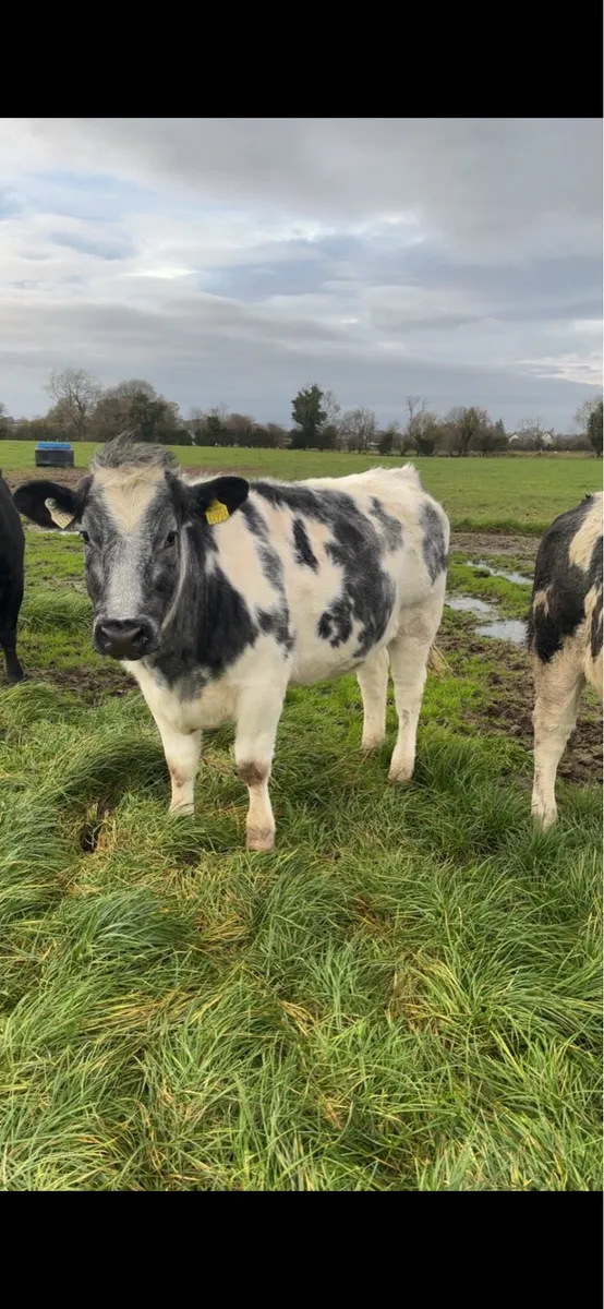 belgian blue heifers - Image 3