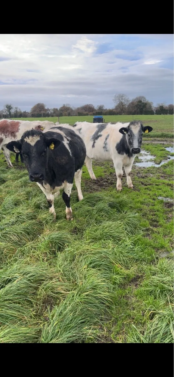 belgian blue heifers - Image 4