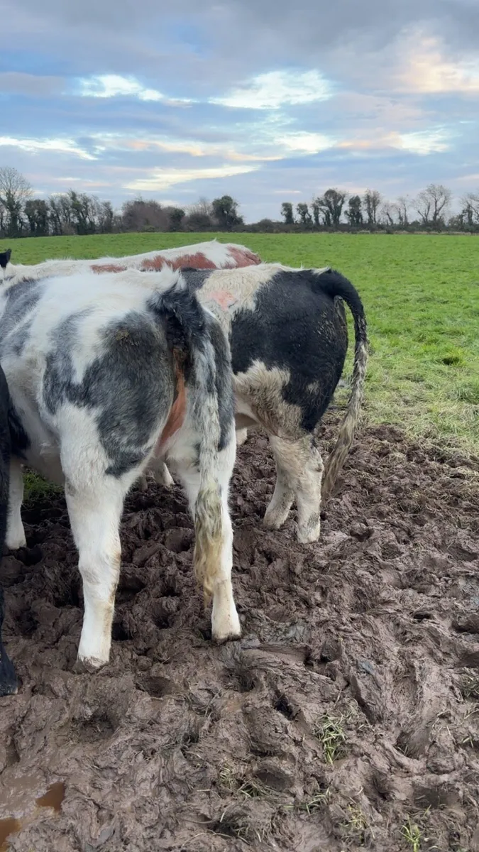 belgian blue heifers - Image 1