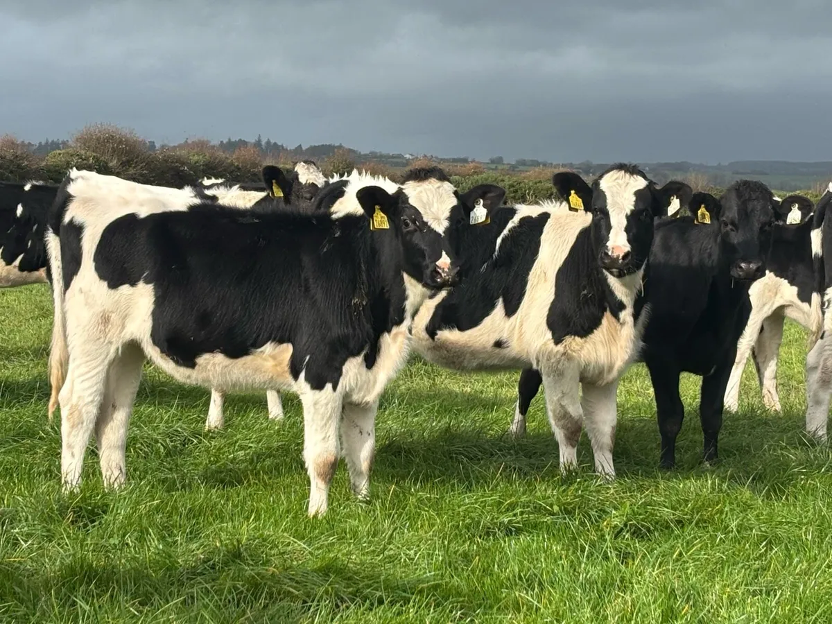 Holstein Friesian Spring Calves - Image 1