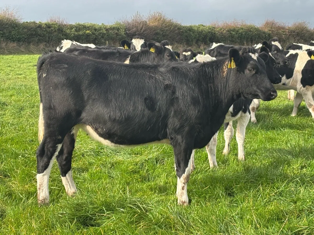 Holstein Friesian Spring Calves - Image 4