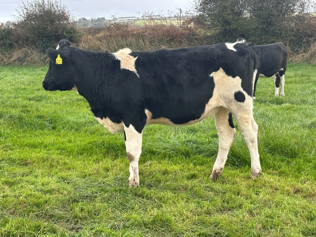 Holstein Friesian Spring Calves - Image 2