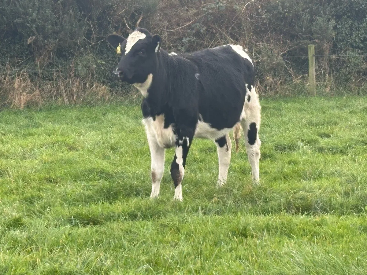 Holstein Friesian Spring Calves - Image 3
