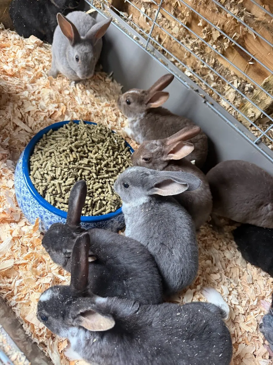 Mini Rex Rabbits - Image 3