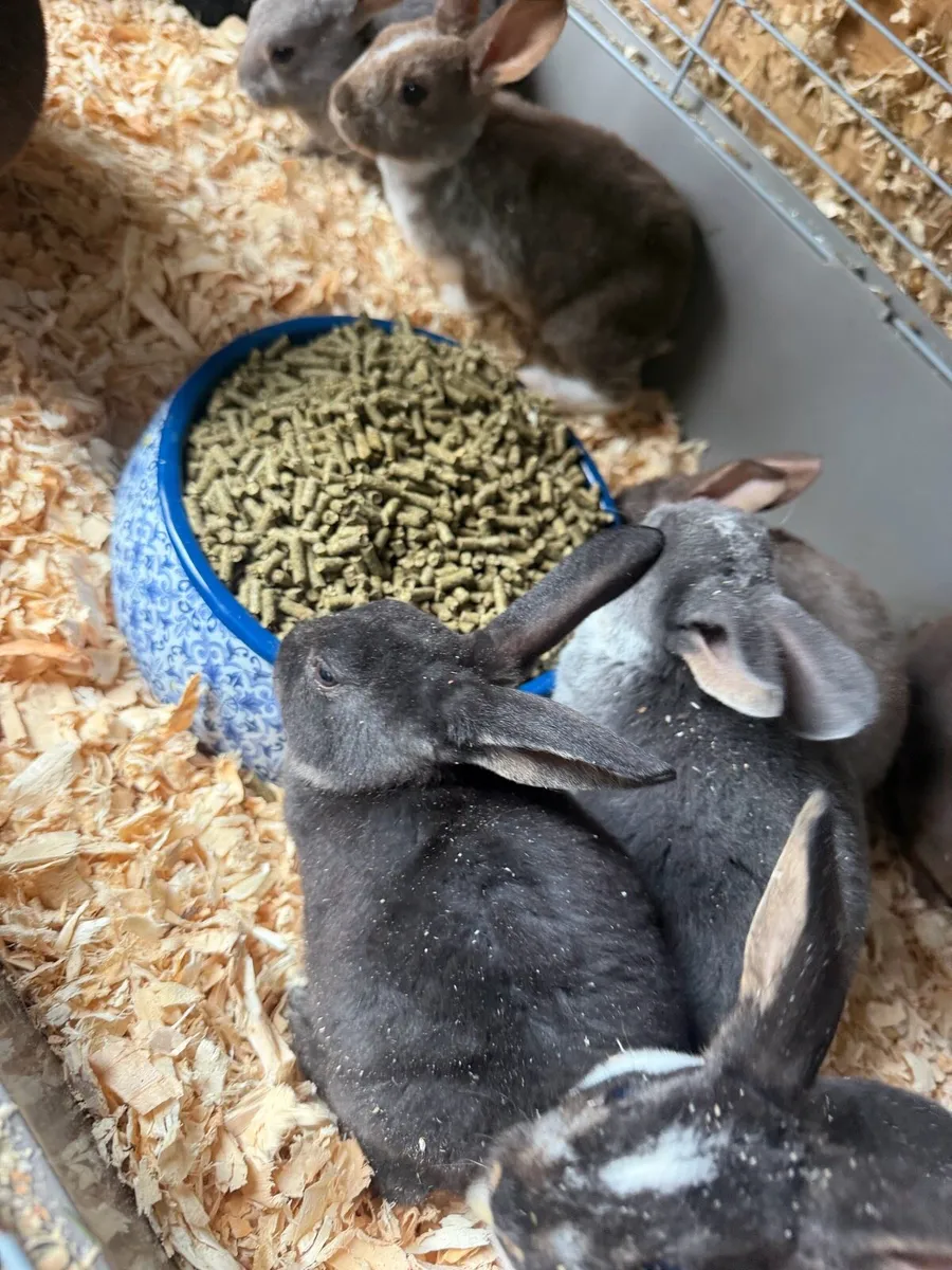 Mini Rex Rabbits - Image 4
