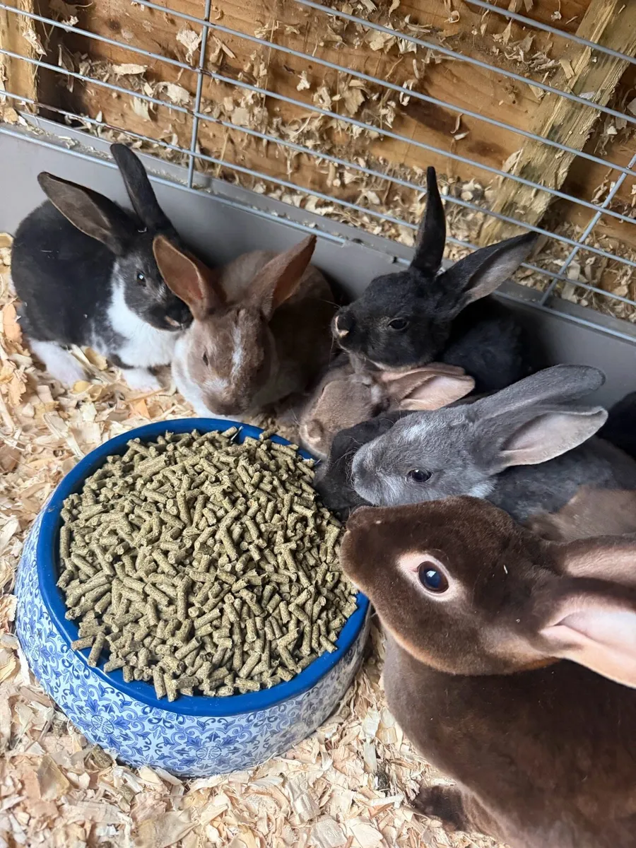 Mini Rex Rabbits - Image 1