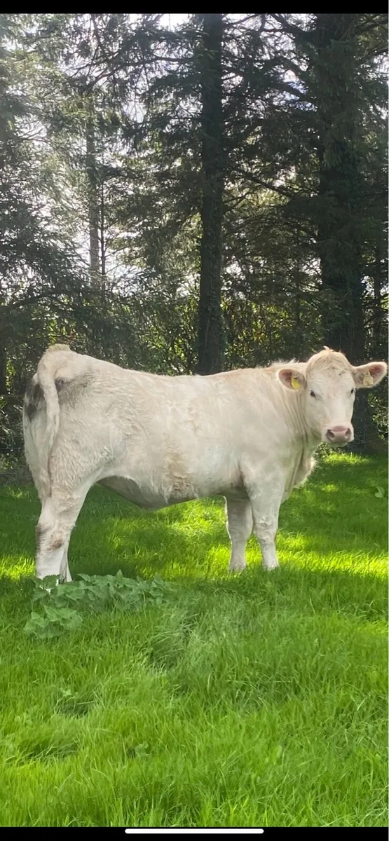 Top Quality in-calf heifers 🌟 - Image 1