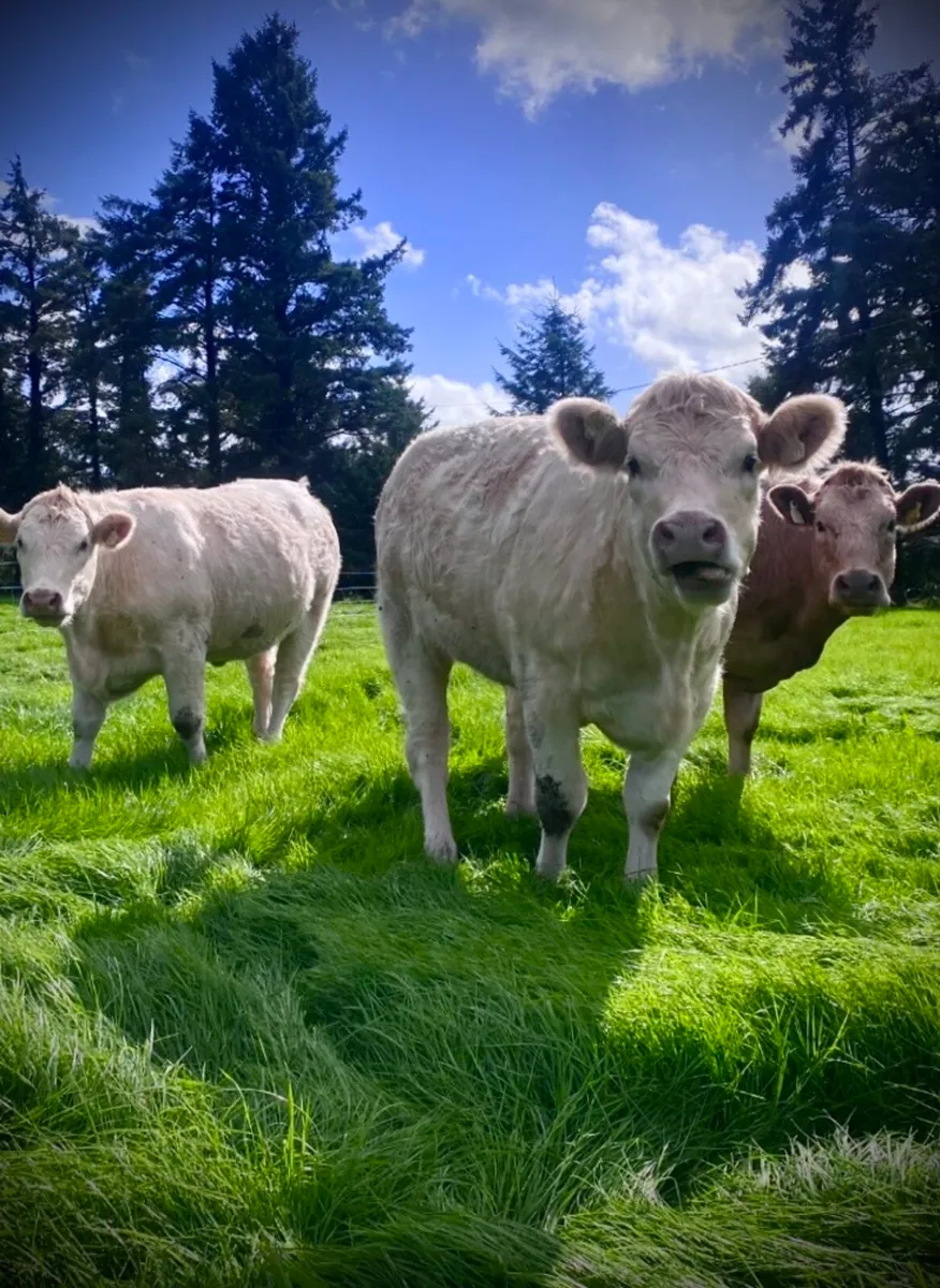 Top Quality in-calf heifers 🌟 - Image 2