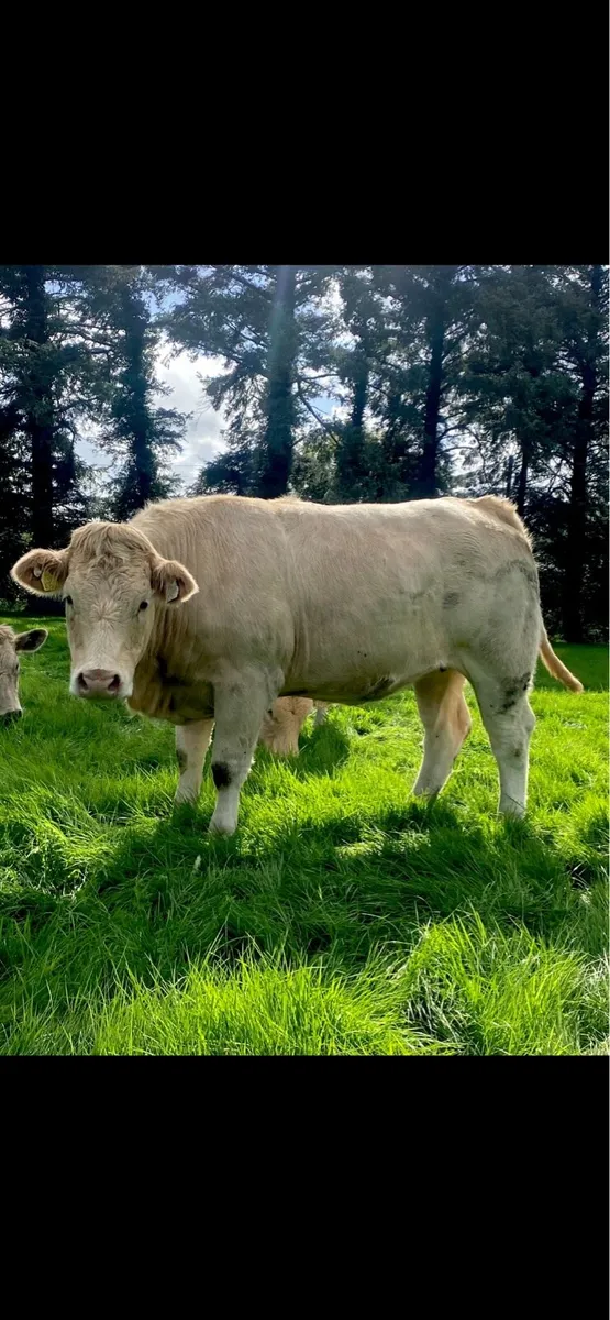 Top Quality in-calf heifers 🌟 - Image 3