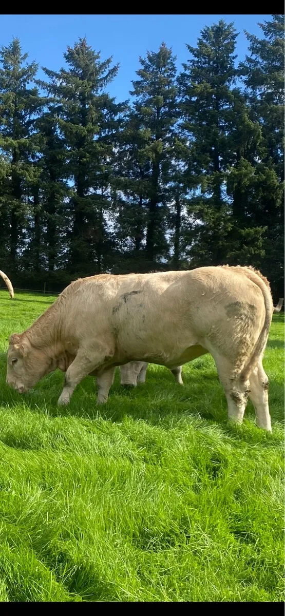 Top Quality in-calf heifers 🌟 - Image 4